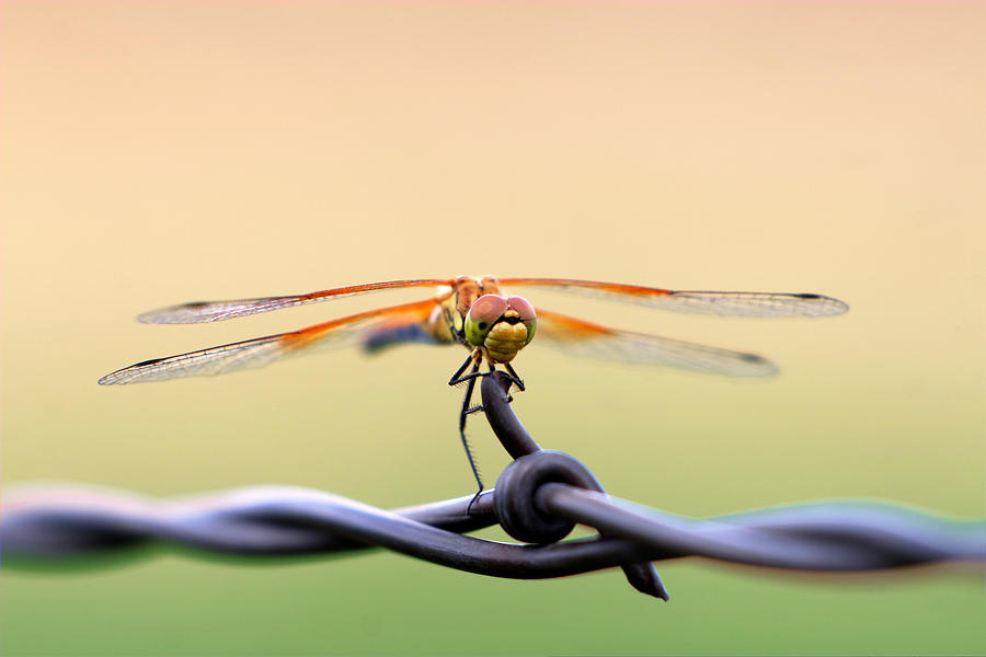 Insects Photograph - Barbed Dragon by David Andersen