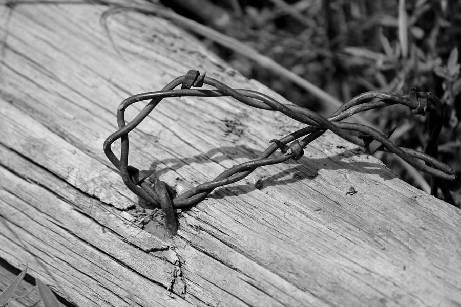 Barbed Photograph by Trent Mallett