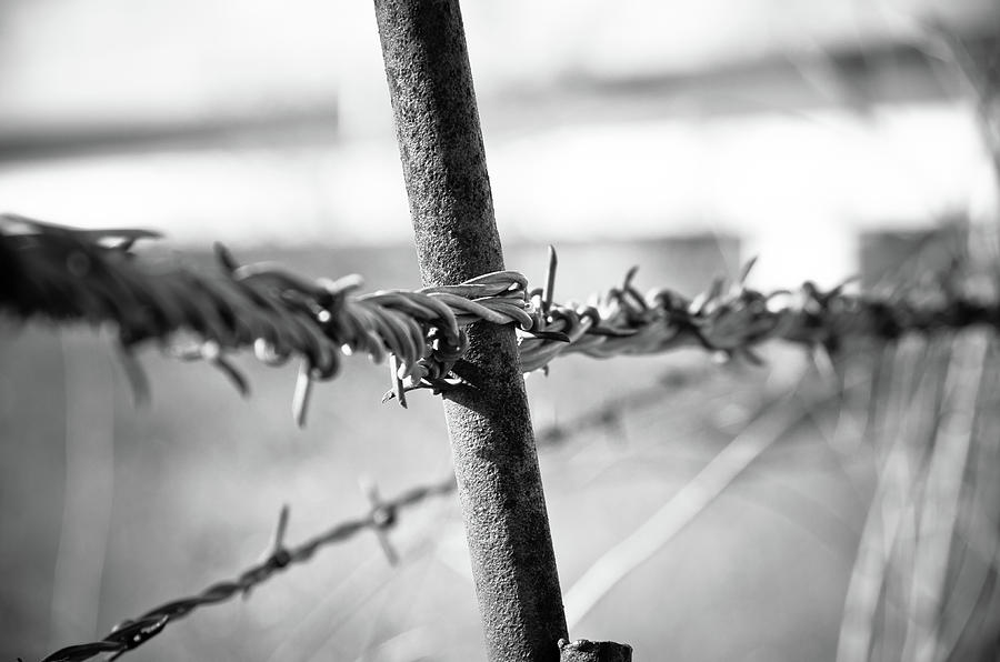 Barbed Wire  Photograph by Adam Reinhart