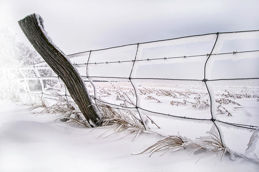 Barbed Wire and Hoar Frost Photograph by Dan Jurak