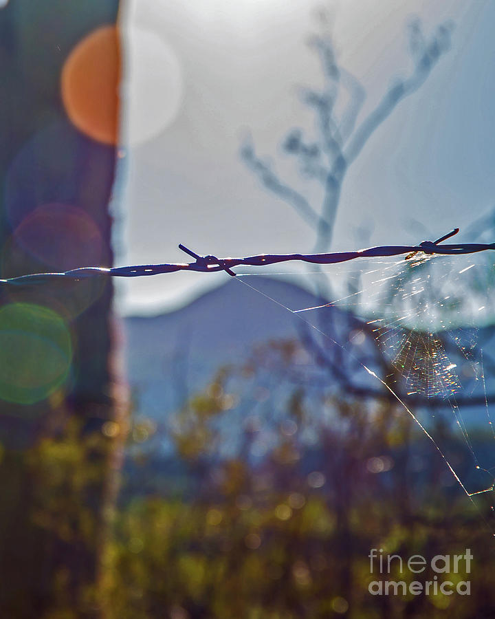 Barbed Wire Arizona Photograph by Stephen Whalen