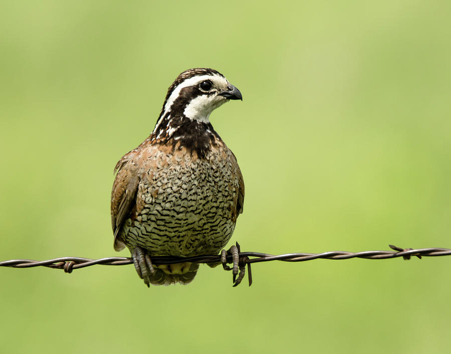 Barbed Wire Bobwhite Photograph by Steve Marler