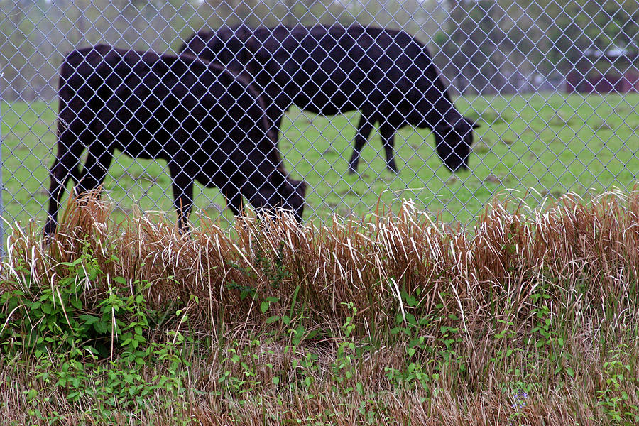 Barbed Wire Cows Photograph by Cora Wandel