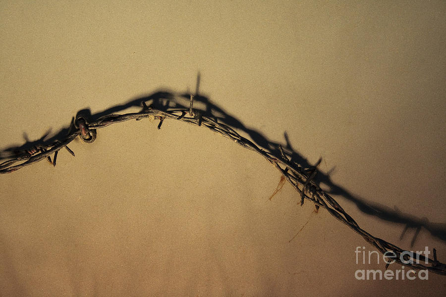 Barbed Wire Photograph