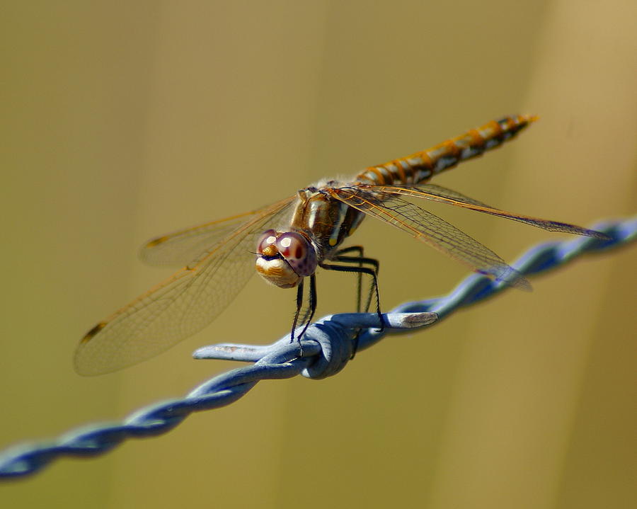 Barbed Wire Dragonfly Photograph by Ben Upham III