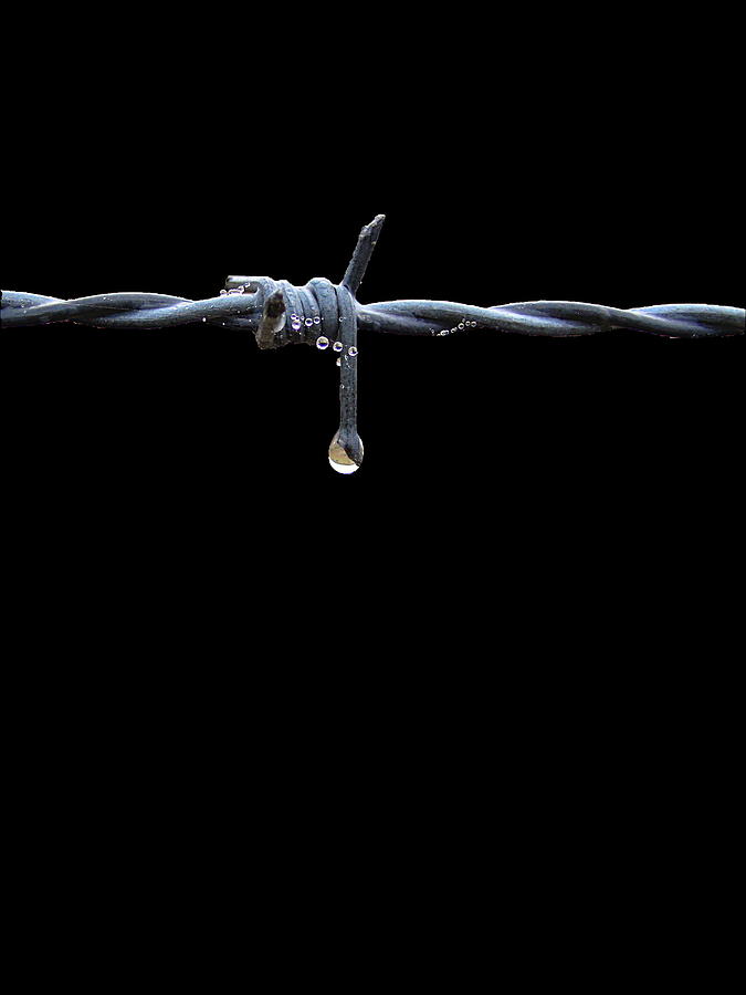 Barbed Wire Fence 000 A  Photograph by Christopher Mercer