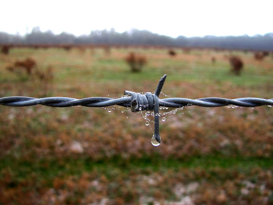 Barbed Wire Fence 001 Photograph by Christopher Mercer