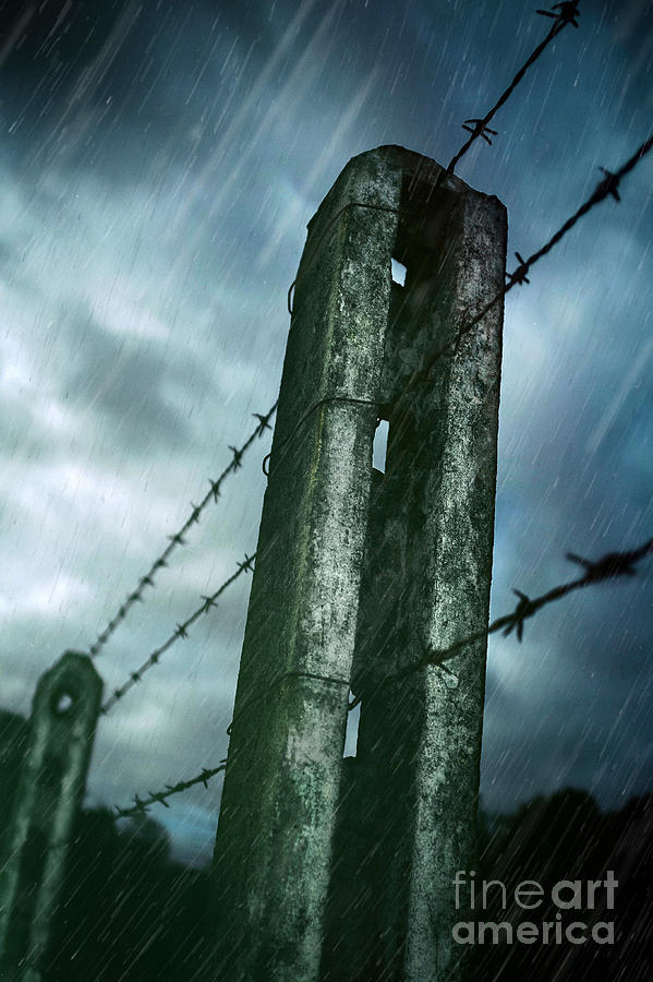 Barbed Wire Fence Photograph by Carlos Caetano