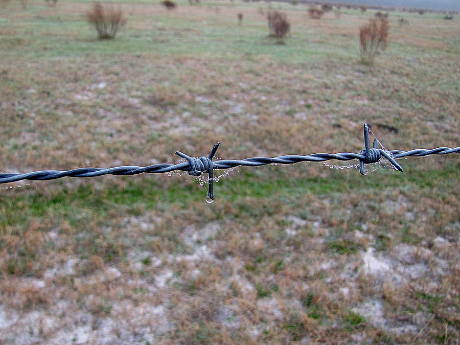 Barbed Wire Fence Photograph by Christopher Mercer