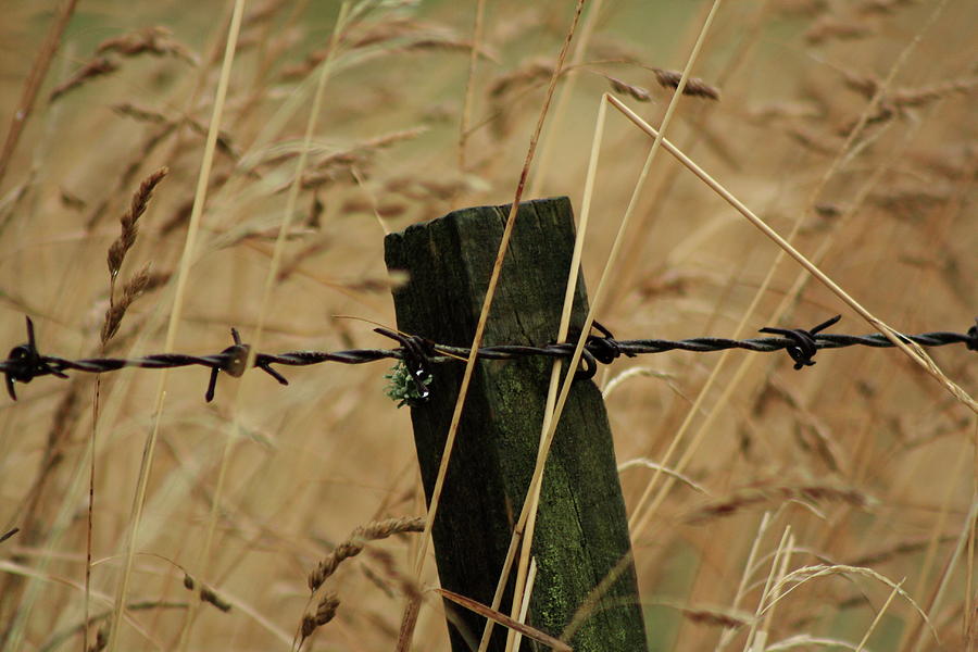 Nature Photograph - Barbed Wire Fence by Elayne Hand