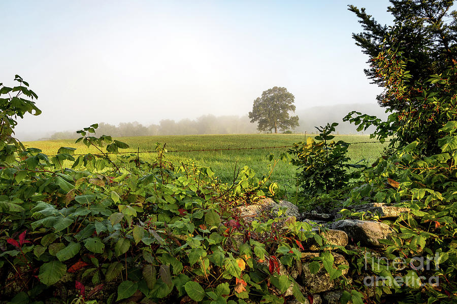 Misty Meadow Photograph by Jim Gillen