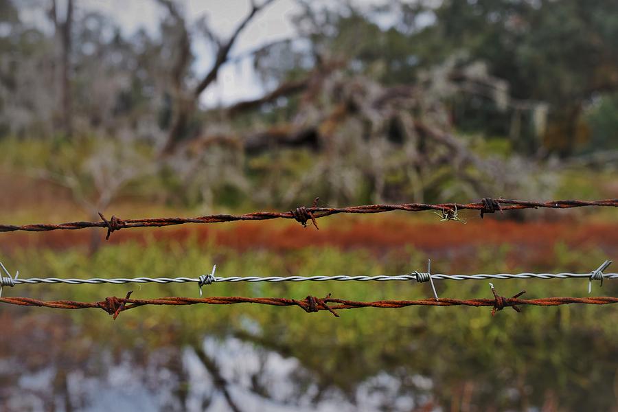Barbed Wire Florida Swamp Photograph by Mark Mitchell