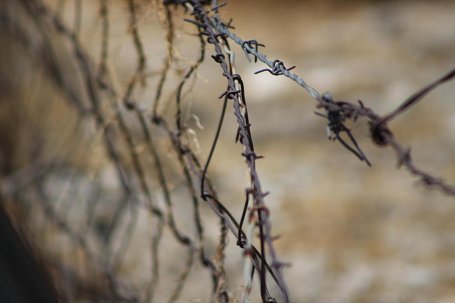 Barbed Wire in Autumn Photograph by Colleen Cornelius