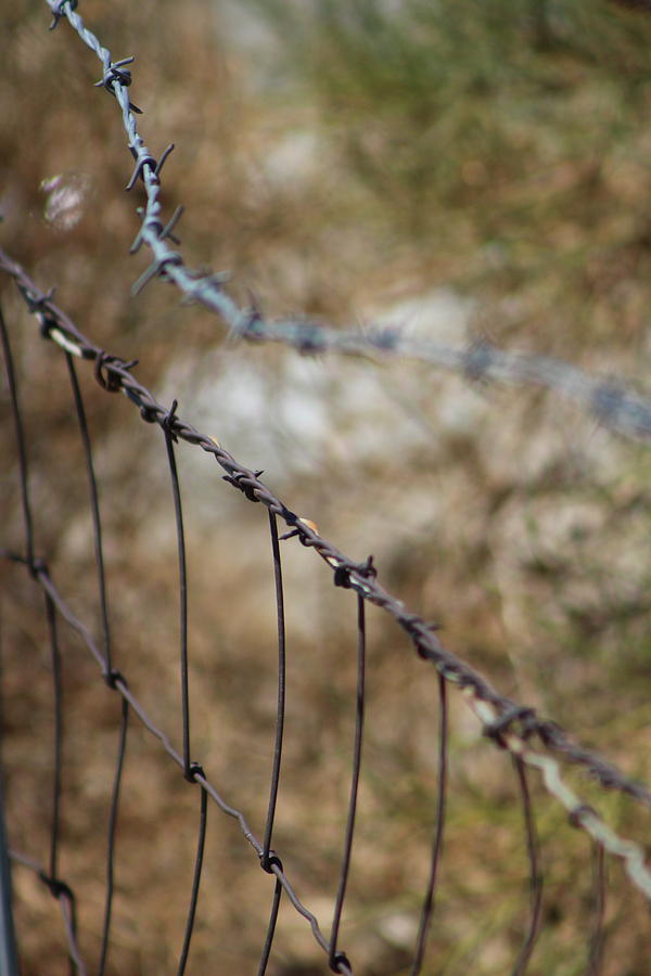 Barbed Wire in Autumn - Portrait Photograph by Colleen Cornelius