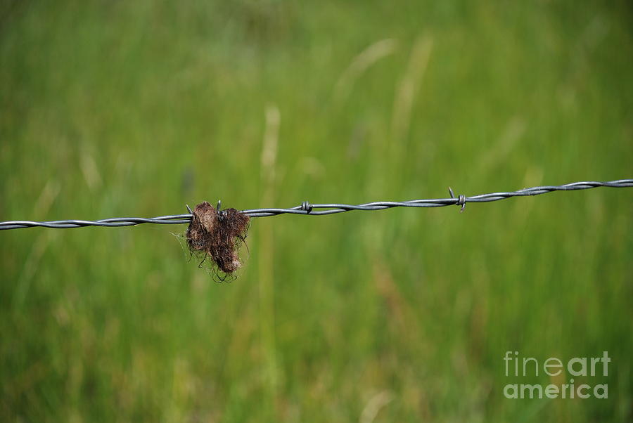 Barbed Wire Photograph by Jim Goodman