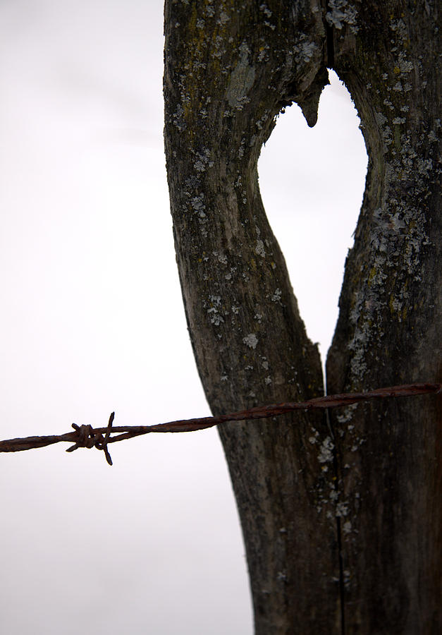 Barbed wire kisses...  Photograph by Russell Styles