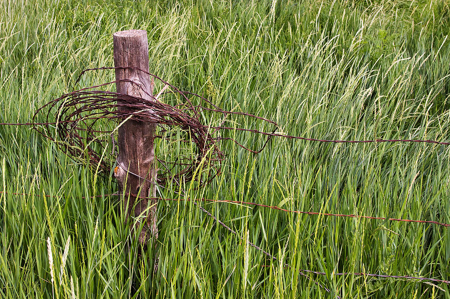 Barbed wire Photograph by Louise Heusinkveld
