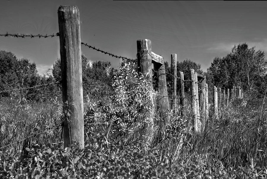 Black And White Photograph - Barbed Wire by Phil And Karen Rispin