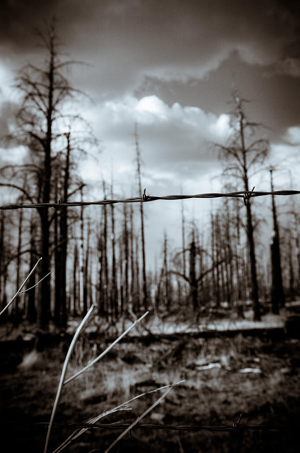 Barbed Wire Protecting the Forest Photograph by Scott Sawyer