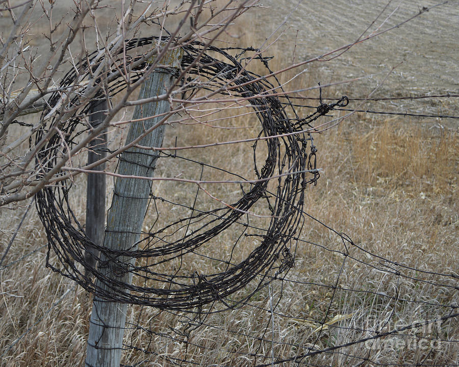 Farm Photograph - Barbed Wire by Renie Rutten