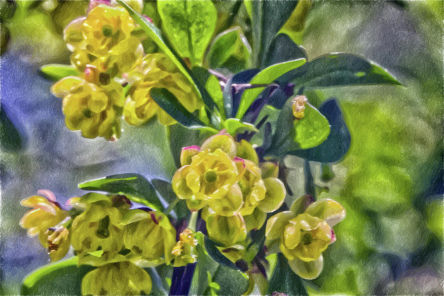 Barberry Flowers - Coloring Book Effect Photograph by Constantine Gregory