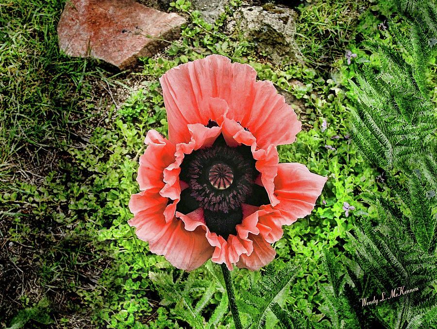 Barbs Garden Poppy Photograph by Wendy McKennon