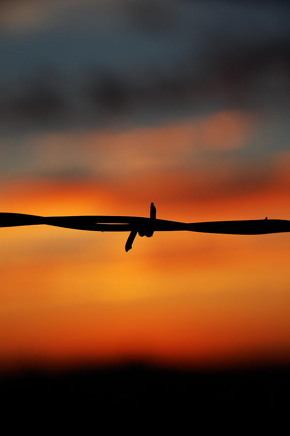 Barbwire Sunset Photograph by Kelly Wade