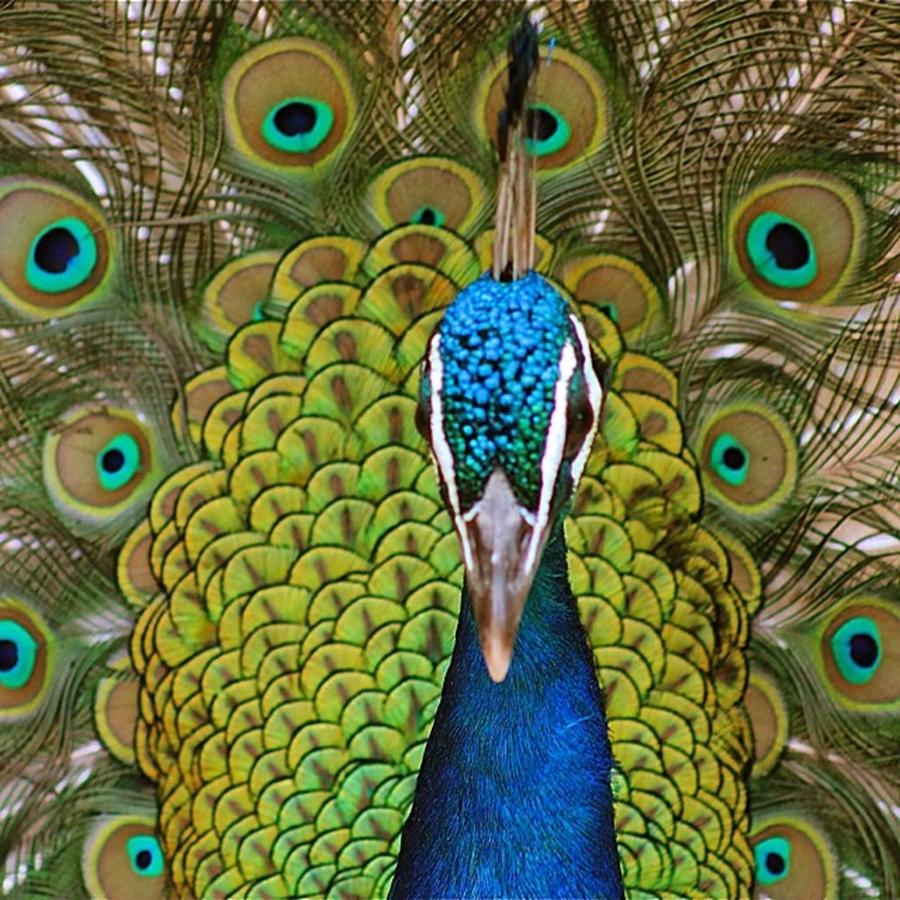 Peacock Photograph - Barcona Zoo. Peacocking
#nature by Mark Nowoslawski