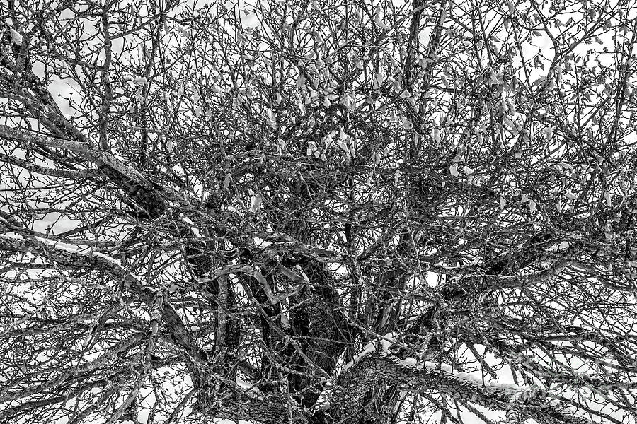 Bare Apple Tree in Winter Photograph by Edward Fielding