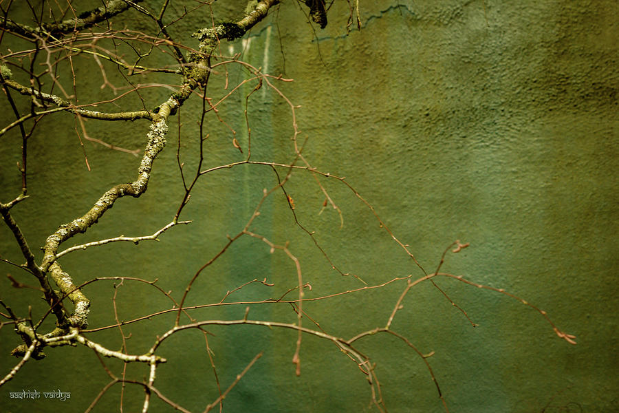 Bare Branch and Wall Photograph by Aashish Vaidya
