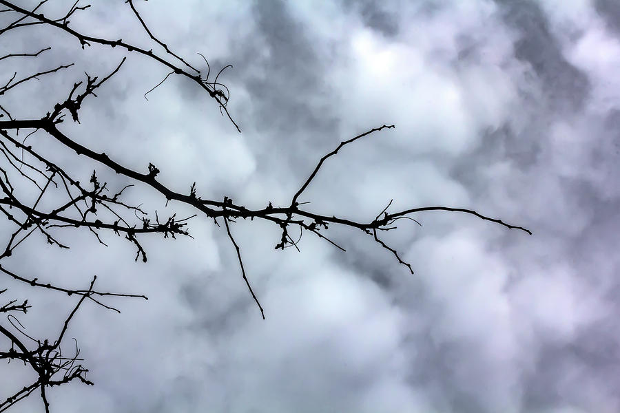 Bare Branches and Clouds Photograph by Robert Ullmann