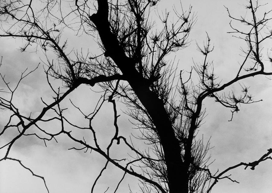 Bare Branches Photograph by John Gilroy