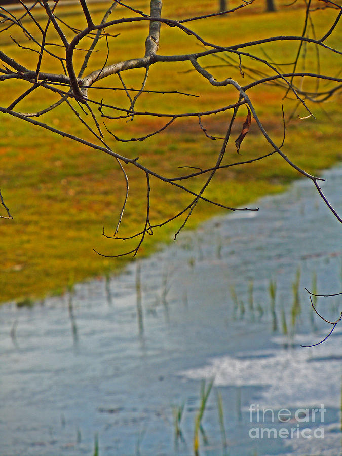Bare Branches over Autumn Field and Pond Photograph by David Frederick