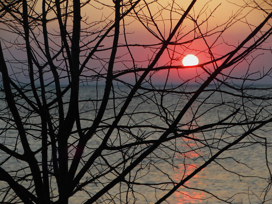 Bare Branches Sunset Photograph by David T Wilkinson