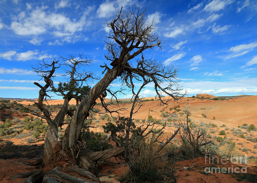 Bare Desert Pinyon II Photograph by Mary Haber
