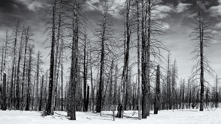 Bare Forest Photograph by Nicholas Blackwell