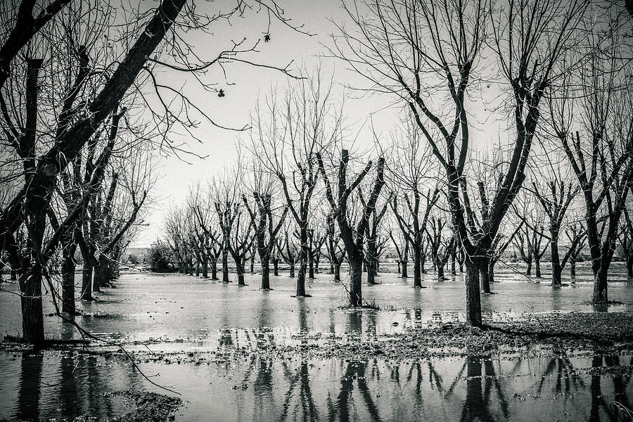 Black And White Photograph - Bare Pecan trees by Subhadra Burugula
