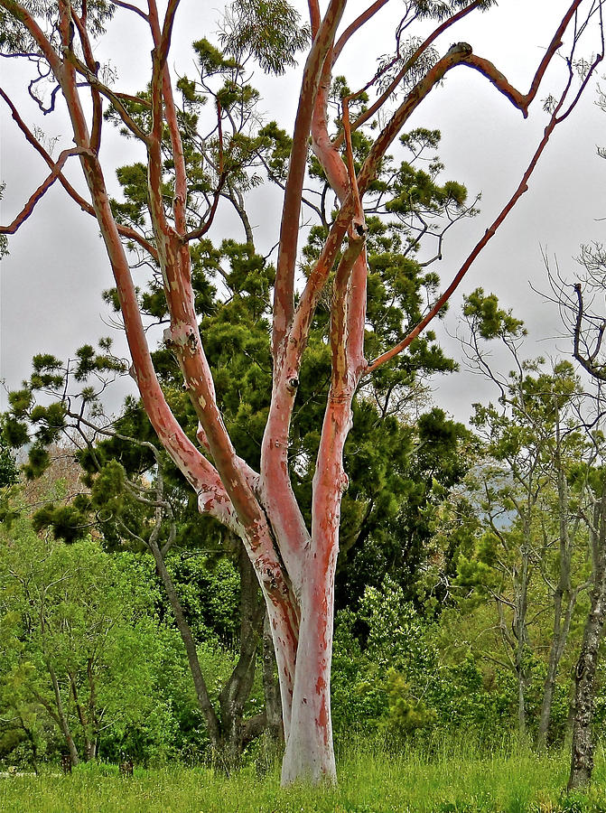 Bare Pink Tree Photograph by Liz Vernand