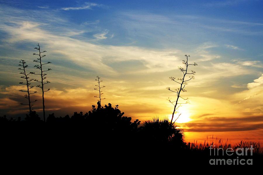 Bare Sunset Panorama Photograph by Robert Wilder Jr