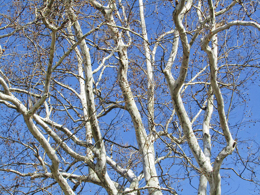 Bare Sycamore Photograph by Robert Knight