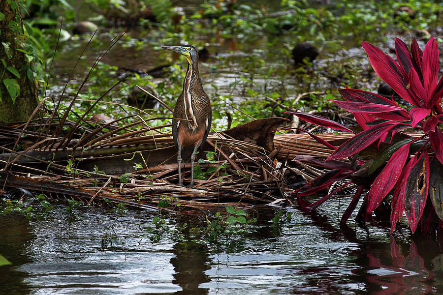 Bare-throated Tiger-Heron Photograph by James David Phenicie