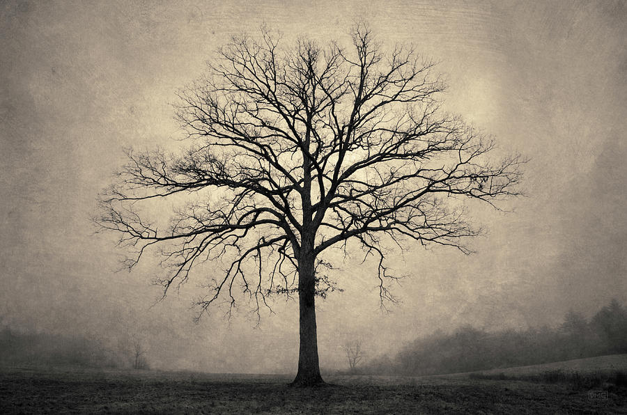 Bare Tree and Fog Toned Photograph by David Gordon