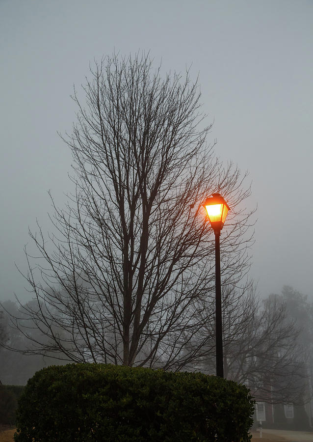 Bare Tree and Street Light in Early Morning Fog Photograph by Darryl Brooks