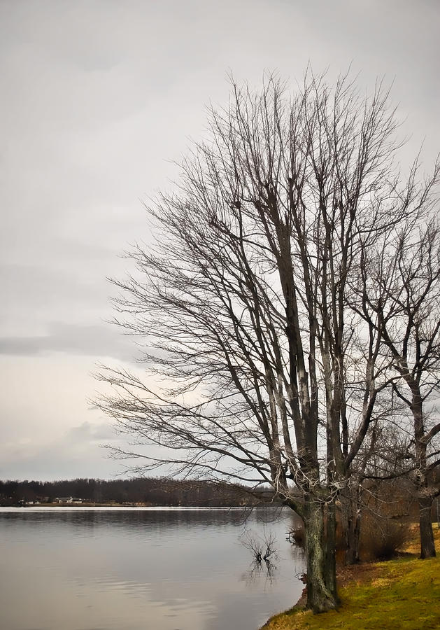 Tree Photograph - Bare Tree at Waters Edge  by Greg Jackson