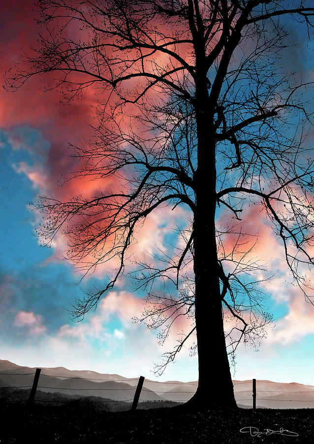 Bare Tree Branches In Silhouette Photograph by Dan Barba