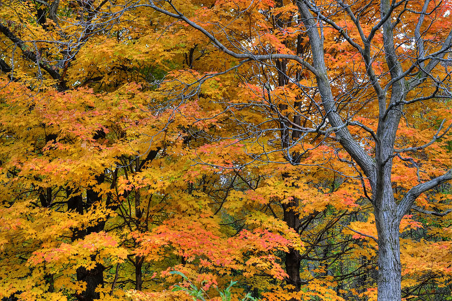 Fall Photograph - Bare Tree by Gunther Schabestiel