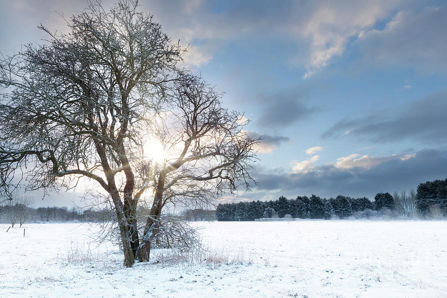 Bare tree in a snow field with early sunrise Photograph by Simon Bratt