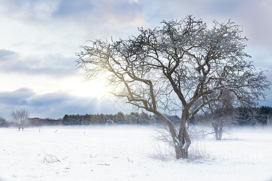 Bare tree in a snow field with sunrise Photograph by Simon Bratt