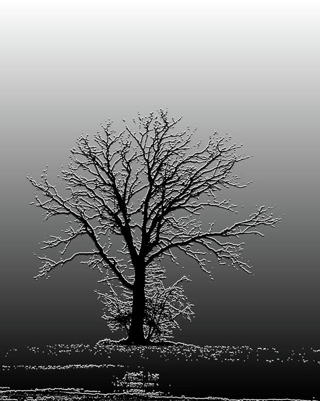 Bare Tree in Fog- PE filter Photograph by Nancy Landry