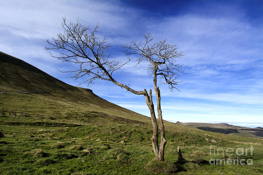 Nature Photograph - Bare tree in the mountain. Auvergne. France by Bernard Jaubert